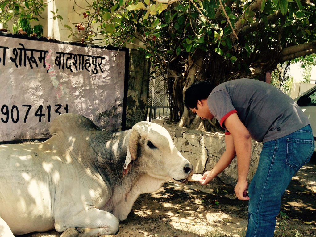 feeding-cow